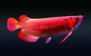 龍魚介紹圖：關于龍魚的介紹