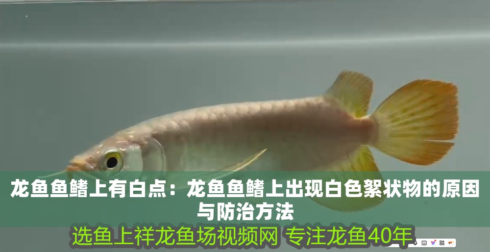 龍魚魚鰭上有白點：龍魚魚鰭上出現白色絮狀物的原因與防治方法