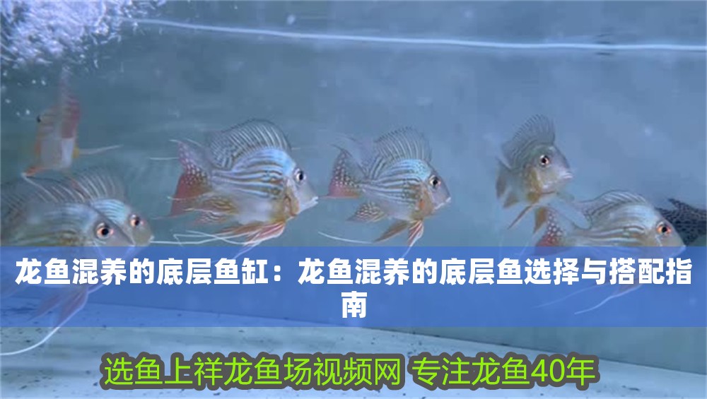 龍魚混養的底層魚缸：龍魚混養的底層魚選擇與搭配指南