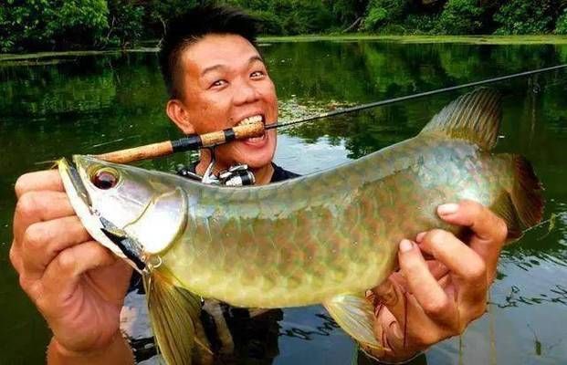 龍魚洗鰓，龍魚洗鰓是龍魚養護中的一個常見過程其重要性在于保持水質清潔