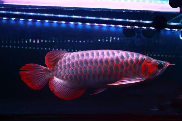 龍魚洗鰓，龍魚洗鰓是龍魚養護中的一個常見過程其重要性在于保持水質清潔