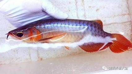 龍魚(yú)用藥異常多長(zhǎng)時(shí)間會(huì)有反應(yīng)呢：龍魚(yú)用藥后多久觀(guān)察到效果，