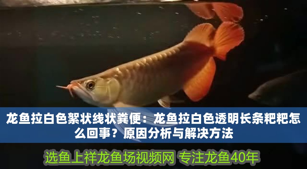 龍魚拉白色絮狀線狀糞便：龍魚拉白色透明長條粑粑怎么回事？原因分析與解決方法
