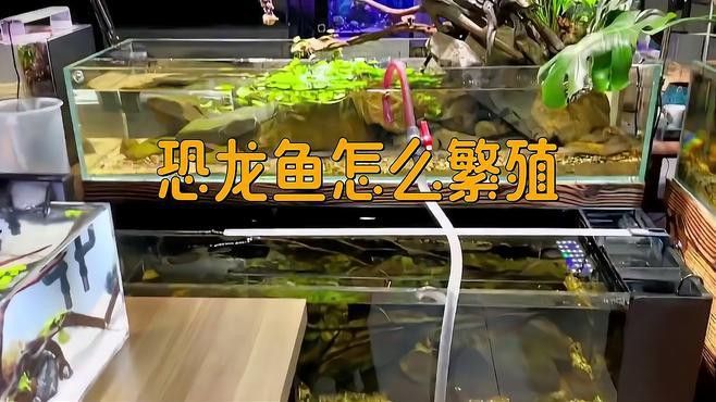 虎斑恐龍魚繁殖方法視頻播放