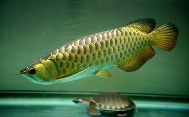 金龍魚家養(yǎng)：家養(yǎng)金龍魚的注意事項(xiàng)