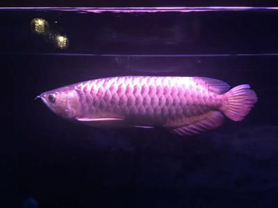 金龍魚家養(yǎng)：家養(yǎng)金龍魚的注意事項(xiàng)