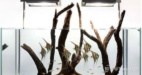 龍魚突然跳缸掉鱗:龍魚跳缸掉鱗后恢復(fù)時間因個體差異和具體情況而異 龍魚百科 第1張 龍魚突然跳缸掉鱗:龍魚跳缸掉鱗后恢復(fù)時間因個體差異和具體情況而異 龍魚突然跳缸掉鱗:龍魚跳缸掉鱗后恢復(fù)時間因個體差異和具體情況而異 龍魚百科 第1張