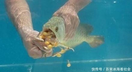 金龍魚運輸后一周還不吃食怎么辦：金龍魚運輸后一周還不吃食怎么辦，