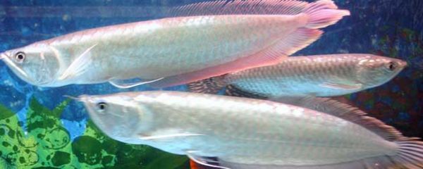 養銀龍魚一年成本：養銀龍魚一年成本是多少？