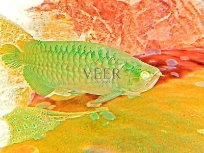 龍魚多大算成年：龍魚的成年年齡并不是一個(gè)固定的數(shù)值，不同品種和個(gè)體之間存在差異