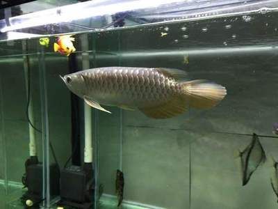 金龍魚用白缸養效果好不好呢，金龍魚在飼養時，選擇白缸還是黑缸各有利弊