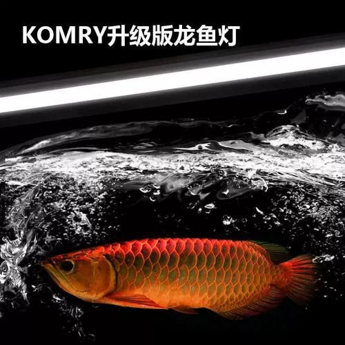 哪種類型的龍魚缸燈更適合？