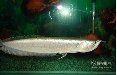 養(yǎng)銀龍魚好不好養(yǎng)活：養(yǎng)銀龍魚好不好養(yǎng)活， 養(yǎng)銀龍魚好不好養(yǎng)活：養(yǎng)銀龍魚好不好養(yǎng)活， 龍魚百科 第3張