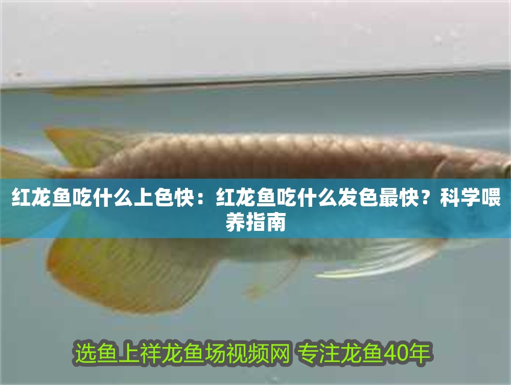紅龍魚吃什么上色快：紅龍魚吃什么發色最快？科學喂養指南