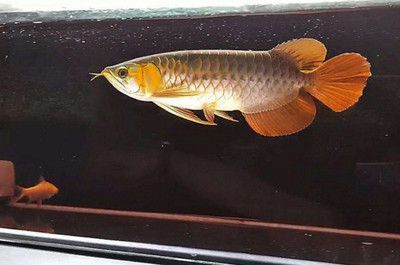 金龍魚一月不吃食：金龍魚一個月不吃食怎么辦