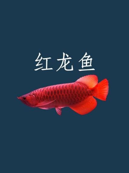 紅龍魚(yú)圖片高清手機(jī)壁紙大圖