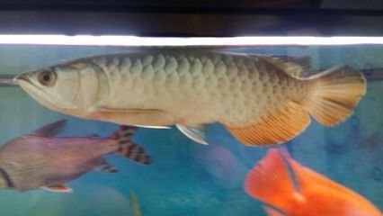 金龍魚長大變金么？（金龍魚為什么會變金）