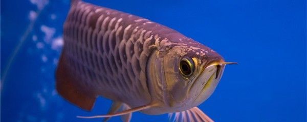 金龍魚長大變金么？（金龍魚為什么會變金）