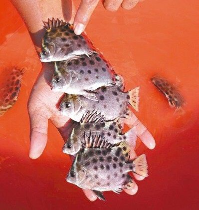 珠海龍魚寄養基地在哪里
