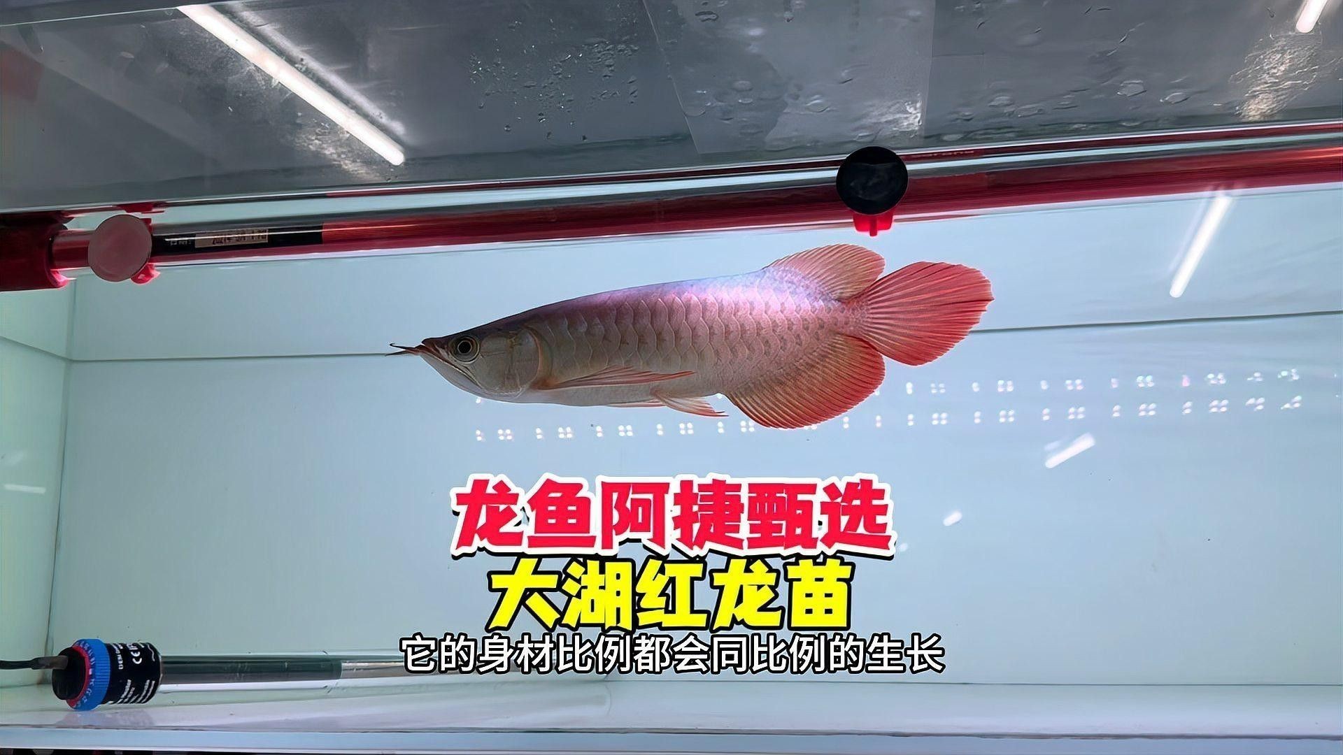 紅龍魚(yú)幼苗的飼養(yǎng)環(huán)境要求