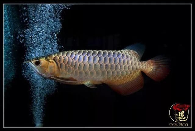 龍魚的發(fā)展現(xiàn)狀：中國龍魚行業(yè)發(fā)展前景分析