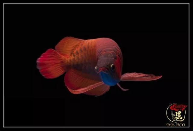 龍魚的發(fā)展現(xiàn)狀：中國龍魚行業(yè)發(fā)展前景分析