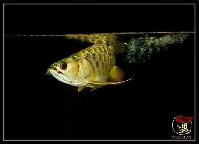 龍魚的發展現狀：中國龍魚行業發展前景分析