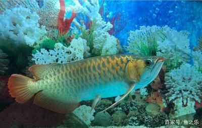 龍魚現(xiàn)狀：中國龍魚市場發(fā)展現(xiàn)狀