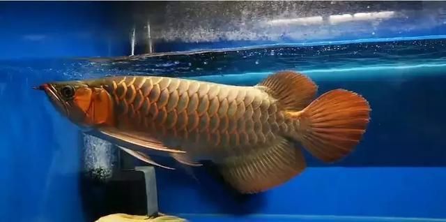 養(yǎng)紅龍魚視頻講座：關(guān)于養(yǎng)紅龍魚的一些視頻講座