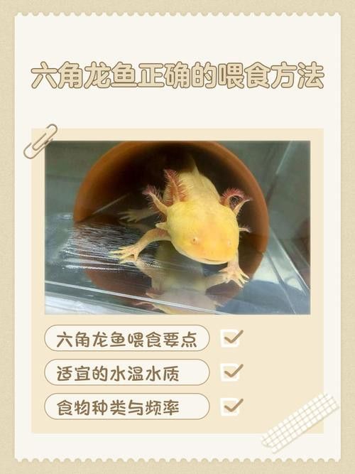 六角龍魚好養(yǎng)活嗎怎么養(yǎng)