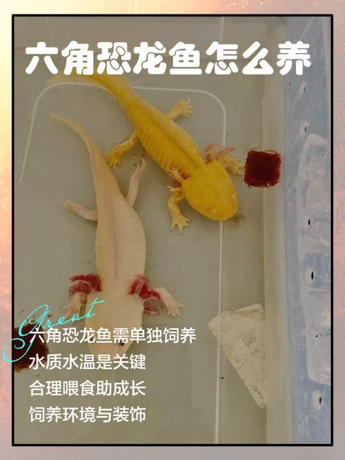 六角龍魚好養(yǎng)活嗎怎么養(yǎng)