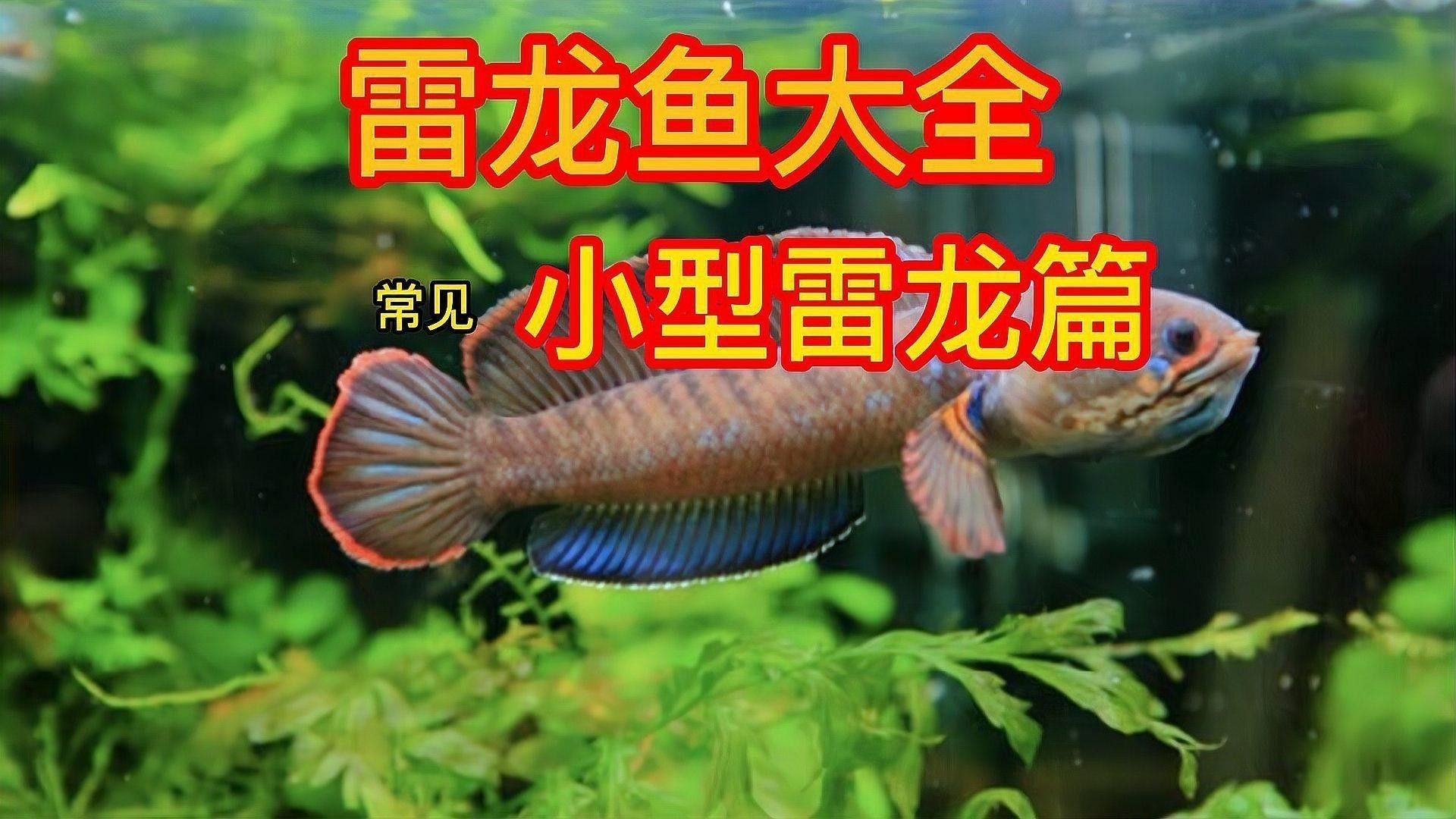 浙江有雷龍魚嗎多少錢