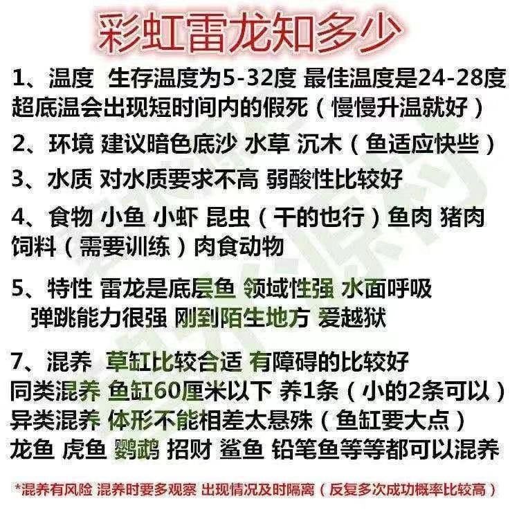 浙江有雷龍魚嗎多少錢