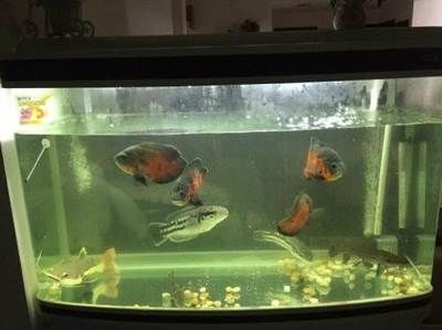 印尼紅龍魚養(yǎng)殖方法視頻教程：印尼紅龍魚養(yǎng)殖方法視頻，從入門到精通的全方位指南