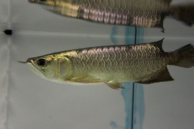 重金屬過背金龍魚好不好：過背金龍魚的特點和飼養技巧