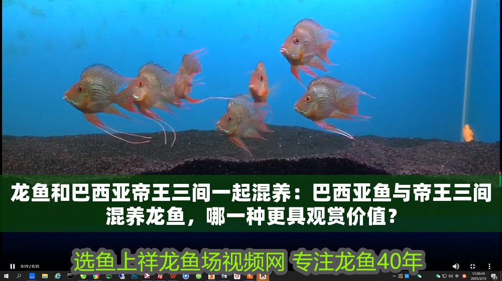 龍魚和巴西亞帝王三間一起混養：巴西亞魚與帝王三間混養龍魚，哪一種更具觀賞價值？