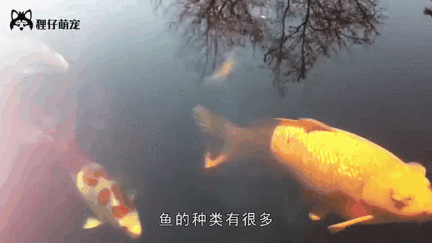 金龍魚一天喂食幾次