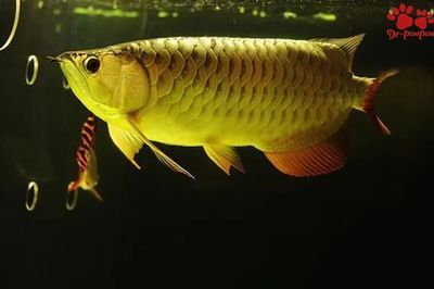 金龍魚沒氧氣能活多久：金龍魚在無氧氣環(huán)境下生存時(shí)間短暫的時(shí)間是非常短暫的
