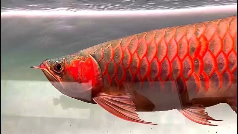 世界上最大的紅龍魚是什么魚圖片視頻