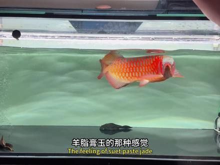 世界上最大的紅龍魚是什么魚圖片視頻