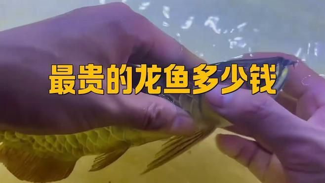 金頭過背金龍魚最貴的三個品種 龍魚百科 第3張 金頭過背金龍魚最貴的三個品種 金頭過背金龍魚最貴的三個品種 龍魚百科 第3張