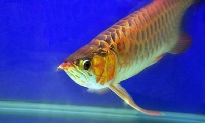 紅龍魚為什么是金色的（怎樣識別紅龍魚的形態特征和發色要點）