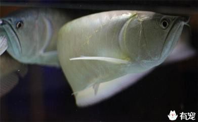 龍魚缸養什么水草好：適合在龍魚缸中養殖的幾種水草