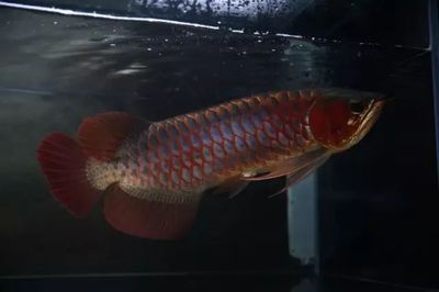 紅龍魚的壽命可以延長至50年，飼養者需要注意幾點：紅龍魚養多久成年