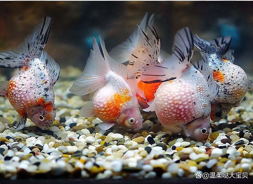 過背金龍魚吃水果的最佳頻率