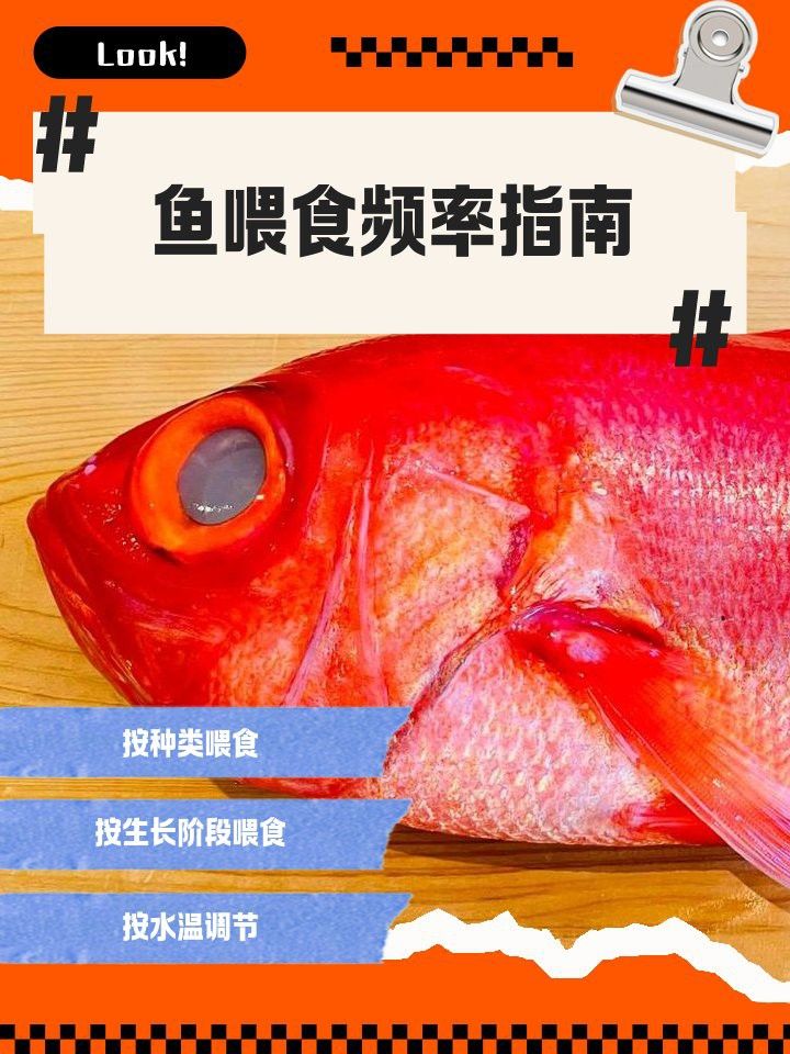 過背金龍魚吃水果的最佳頻率