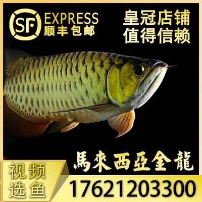 金龍魚卡是什么意思（《戀與制作人》金龍魚卡在不同的語境下有不同的含義）