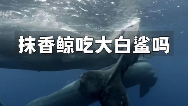 抹香鯨會吃鯊魚嗎