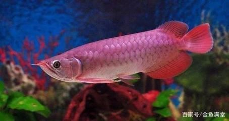 銀龍魚和紅龍魚哪個好養（銀龍魚和紅龍魚哪個好養？）