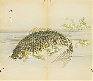 鱧和鯉